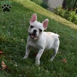 Precious, French Bulldog Puppy
